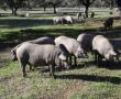 Cerdos en las Dehesas de la Comarca